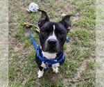 RITTER - Male Mutt Dog for Adoption - Small photo