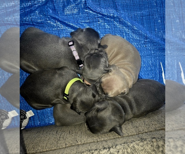 Medium Photo #7 French Bulldog Puppy For Sale in BLANCA, CO, USA