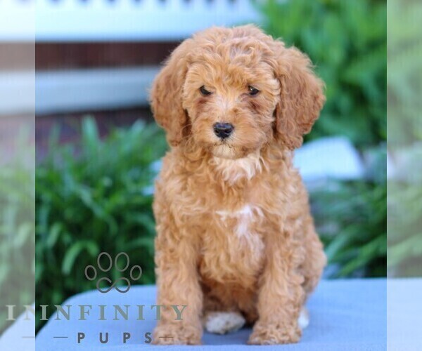 Medium Photo #1 Poodle (Miniature) Puppy For Sale in LITITZ, PA, USA