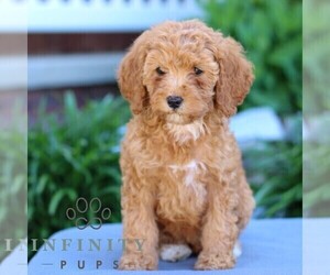 Poodle (Miniature) Puppy for sale in LITITZ, PA, USA