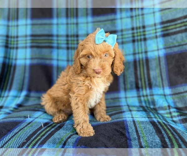Medium Photo #6 Cock-A-Poo Puppy For Sale in LAKELAND, FL, USA