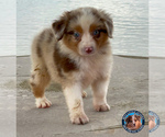 Puppy 3 Miniature Australian Shepherd