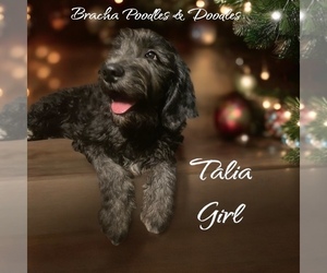 Bernedoodle Litter for sale in SAINT CLOUD, MN, USA