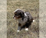 Small Photo #17 Miniature Australian Shepherd Puppy For Sale in DUNCAN, OK, USA