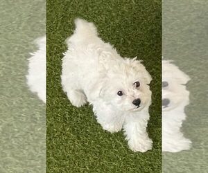 Bichon Frise Puppy for sale in BERKLEY, MI, USA
