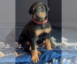 Small #17 Doberman Pinscher