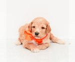 Small Photo #2 Goldendoodle (Miniature) Puppy For Sale in LITTLE ROCK, AR, USA