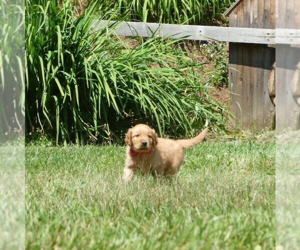 Medium Photo #3 Golden Retriever Puppy For Sale in WOLCOTT, VT, USA