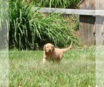 Small #2 Golden Retriever