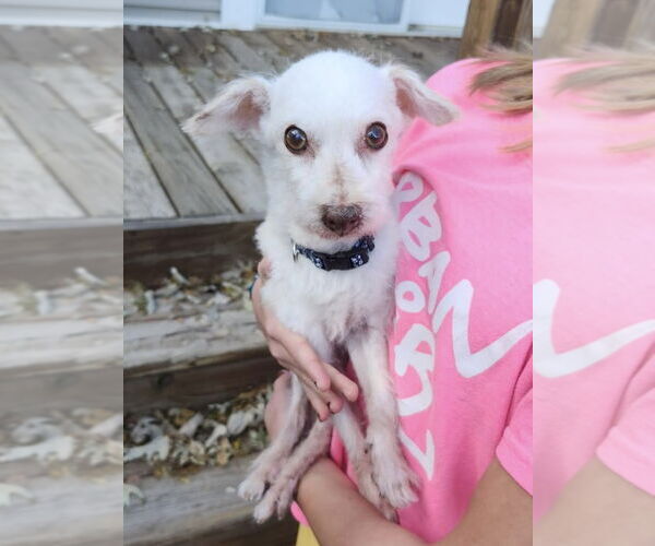 Medium Photo #1 Chihuahua-Unknown Mix Puppy For Sale in Omaha, NE, USA