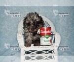 Small Photo #4 Poodle (Toy) Puppy For Sale in SANGER, TX, USA