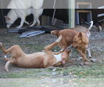 Small Photo #30 Labrador Retriever-Unknown Mix Puppy For Sale in Sebec, ME, USA