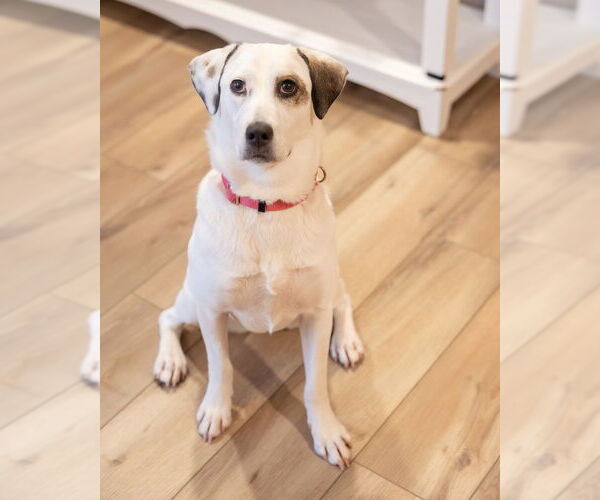 Medium Photo #8 Labrador Retriever-Unknown Mix Puppy For Sale in Plymouth, MN, USA