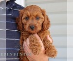 Small #2 Cavapoo