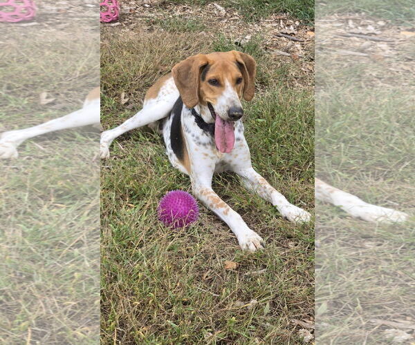 Medium Photo #7 Mutt Puppy For Sale in Rustburg, VA, USA
