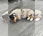 Small Photo #26 Australian Shepherd Puppy For Sale in NEW BRAUNFELS, TX, USA
