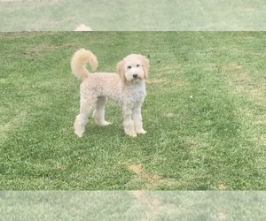 Double Doodle Puppy for sale in FALMOUTH, KY, USA