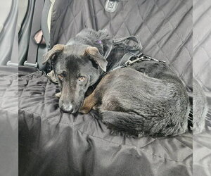 Ernie - Male Labrador Retriever-Unknown Mix Dog for Adoption - Photo #32
