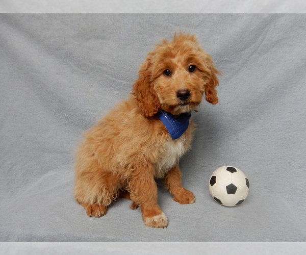 Medium Photo #6 Goldendoodle (Miniature) Puppy For Sale in MILLERSBURG, OH, USA