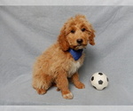 Small #5 Goldendoodle (Miniature)