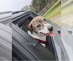 Small Photo #1 American Staffordshire Terrier-Boxer Mix Puppy For Sale in Myrtle Beach, SC, USA