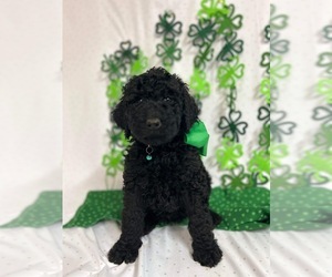 Labradoodle Puppy for sale in LYNCHBURG, VA, USA