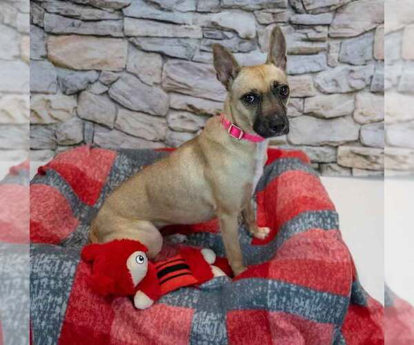 Medium Photo #2 Mutt Puppy For Sale in Kennesaw, GA, USA