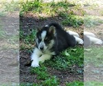 Small Photo #7 Border Collie-Siberian Husky Mix Puppy For Sale in GOOSE CREEK, SC, USA
