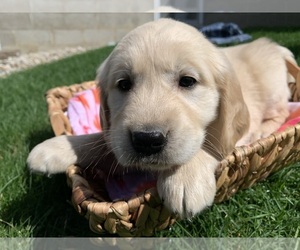 Golden Retriever Puppy for sale in GREENWD, IN, USA