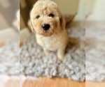 Small #3 Goldendoodle