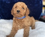Small #12 Goldendoodle (Miniature)