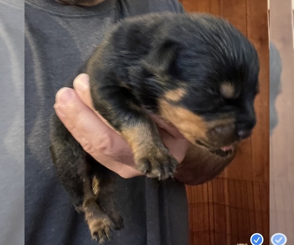 Medium Photo #1 Rottweiler Puppy For Sale in WALLINGFORD, CT, USA