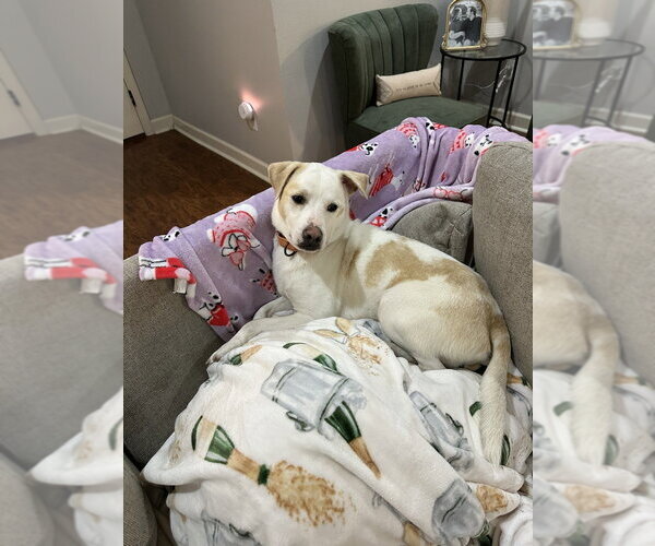 Medium Photo #4 Mutt Puppy For Sale in Boston, MA, USA