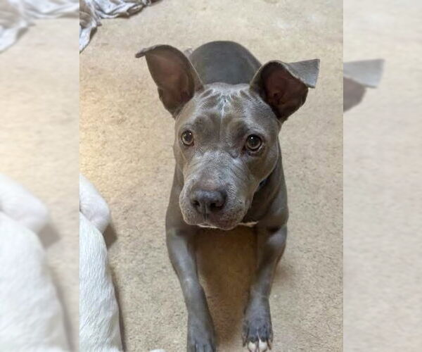 Medium Photo #1 American Staffordshire Terrier-Staffordshire Bull Terrier Mix Puppy For Sale in Brewster, NY, USA