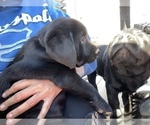 Small #5 Labrador Retriever