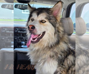 Choco - Male Eurasier-Siberian Husky Mix Dog for Adoption