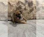 Small Photo #1 Cane Corso-German Shepherd Dog Mix Puppy For Sale in FERNLEY, NV, USA