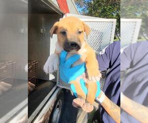Mutt Dogs for adoption in San Antonio, TX, USA