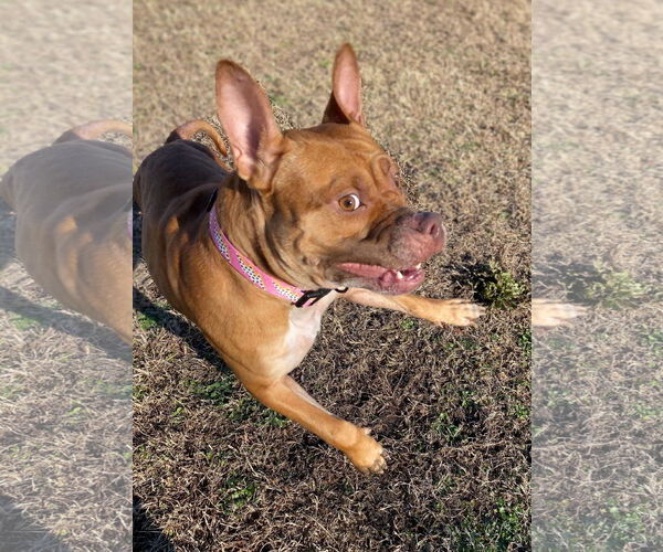 Medium Photo #7 American Pit Bull Terrier-Unknown Mix Puppy For Sale in Virginia Beach, VA, USA