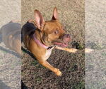 Small #6 American Pit Bull Terrier Mix