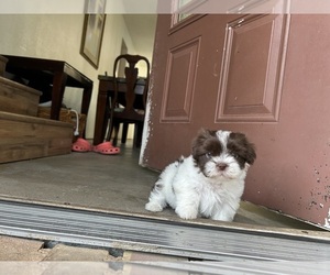 Shih Tzu Puppy for sale in DEL VALLE, TX, USA