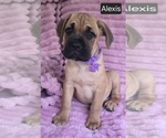 Small Cane Corso