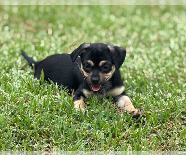 Medium Photo #1 Chihuahua-Unknown Mix Puppy For Sale in The Woodlands, TX, USA