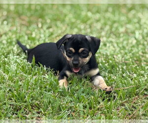 Chihuahua-Unknown Mix Dogs for adoption in The Woodlands, TX, USA