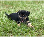 Poppy - Female Chihuahua-Unknown Mix Dog for Adoption - Small photo