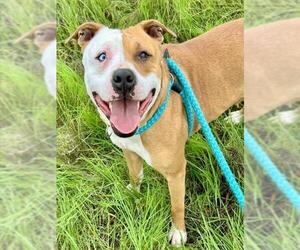 Mutt Dogs for adoption in Sacramento, CA, USA