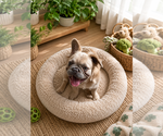 Small #5 French Bulldog