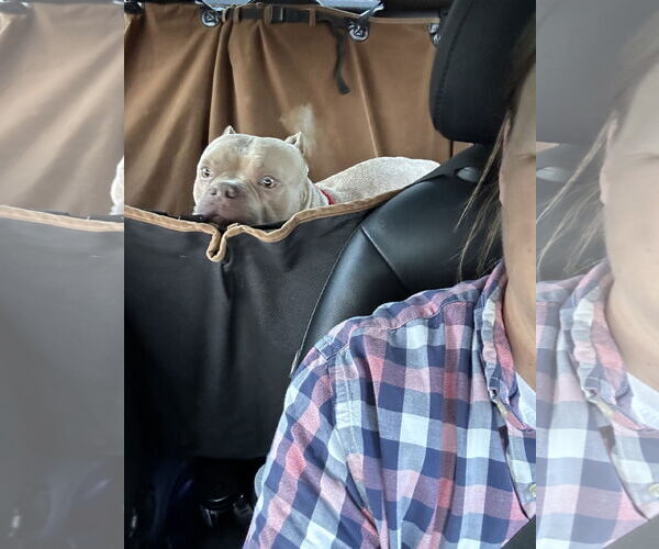 Medium Photo #7 Bulldog-Unknown Mix Puppy For Sale in Landenberg, PA, USA