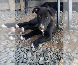 German Shepherd Dog-Unknown Mix Dogs for adoption in Placerville, CA, USA