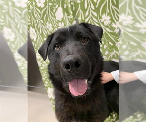 Chow Chow-Siberian Husky Mix Dogs for adoption in Fairbanks, AK, USA